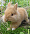 Floffy