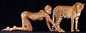Klicke auf die Grafik fr eine vergrerte Ansicht

Name: bodypainting leopard gepard (2).jpg
Ansichten: 96
Gre: 45,7 KB
ID: 26718