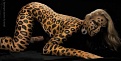 Klicke auf die Grafik fr eine vergrerte Ansicht

Name: bodypainting leopard gepard (3).jpg
Ansichten: 108
Gre: 38,2 KB
ID: 26719