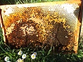 DSCF0129.jpg