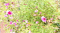 Klicke auf die Grafik fr eine vergrerte Ansicht

Name: rosa_Blumen.jpg
Ansichten: 49
Gre: 1,03 MB
ID: 28253