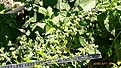 Klicke auf die Grafik fr eine vergrerte Ansicht

Name: PfefferminzBluyten.jpg
Ansichten: 29
Gre: 762,6 KB
ID: 41356